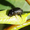 Melolonthid beetle