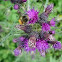 Cirsium palustre. Marsh Thistle  