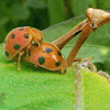 Bryony Ladybird