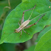 rainforest cricket nymph