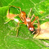 Ant Mimic Jumping Spider(Male)