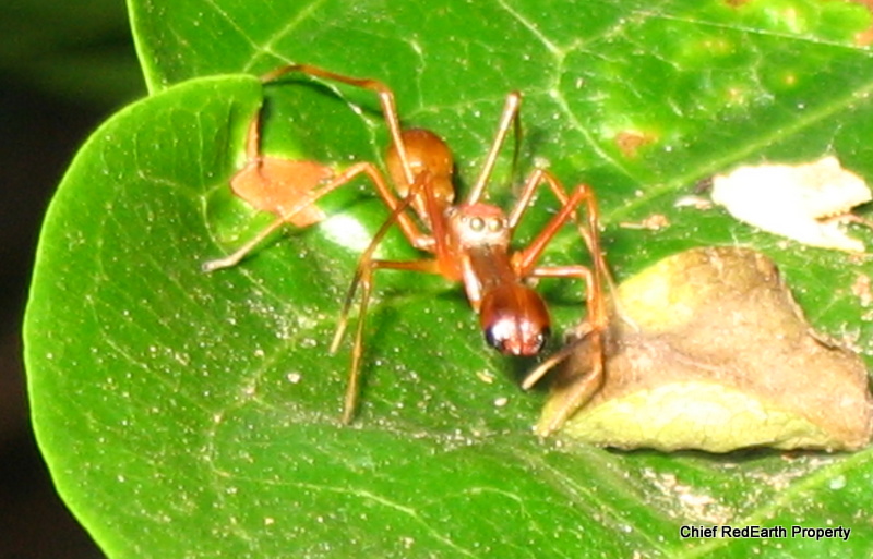 Ant Mimic Jumping Spider(Male)