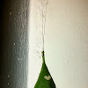 Leaf Mimic Katydid