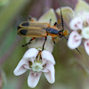 Margined Leatherwing Soldier Beetle