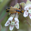 Margined Leatherwing Soldier Beetle