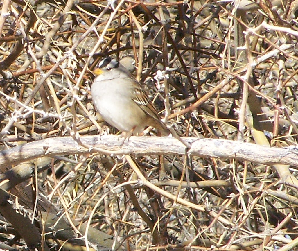 White-Crowned Sparrow (Pacific)