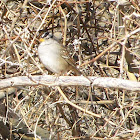 White-Crowned Sparrow (Pacific)