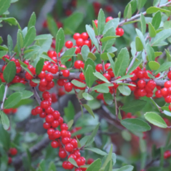 Yaupon Holly | Project Noah