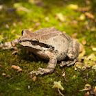 Pacific Tree Frog