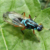 Black and blue Soldier fly