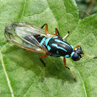 Black and blue Soldier fly