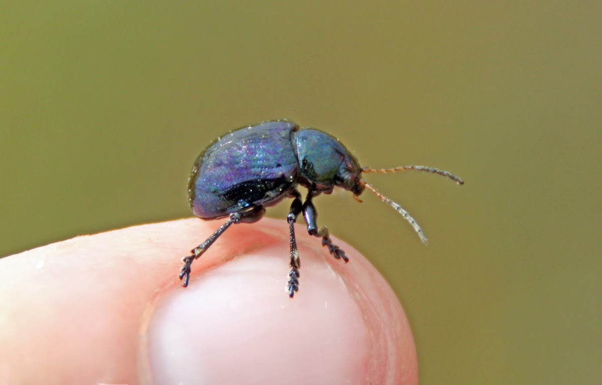Chrysochus Beetle