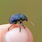 Chrysochus Beetle