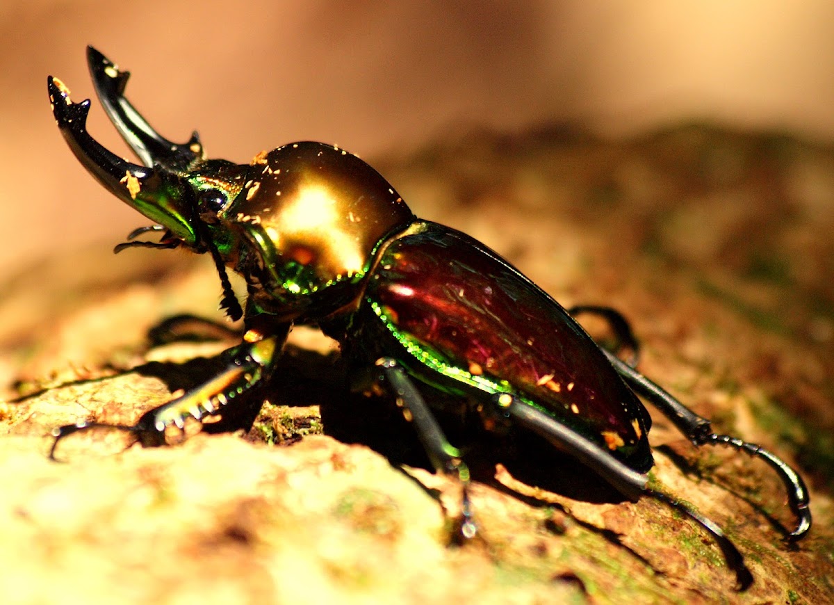 Rainbow Stag Beetle ( Male )