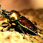 Rainbow Stag Beetle ( Male )