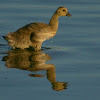 Canada Goose,gosling