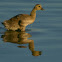 Canada Goose,gosling