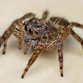 by Helnis Susanto Johannis - Animals Insects & Spiders