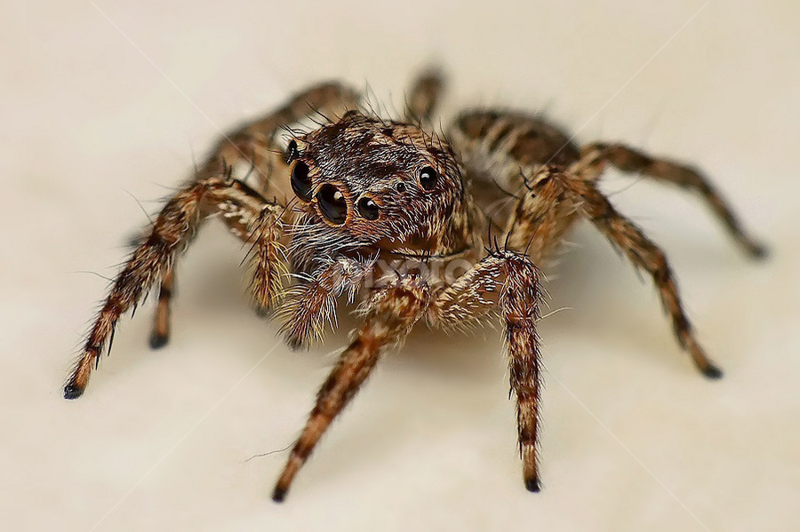 by Helnis Susanto Johannis - Animals Insects & Spiders