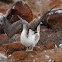 Blue-footed Booby