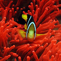 Clark's anemonefish