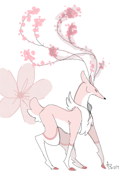 Cherry blossom