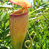 Madagascar Pitcher Plant