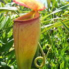 Madagascar Pitcher Plant