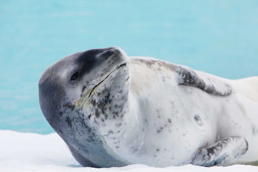 Antarctica-Leopard-Seal - A leopard seal in Antarctica encountered during a G Adventures expedition.