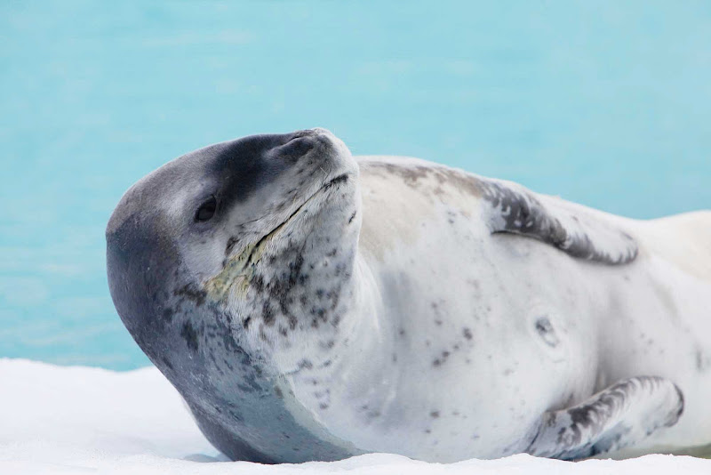 A leopard seal in Antarctica encountered during a G Adventures expedition.