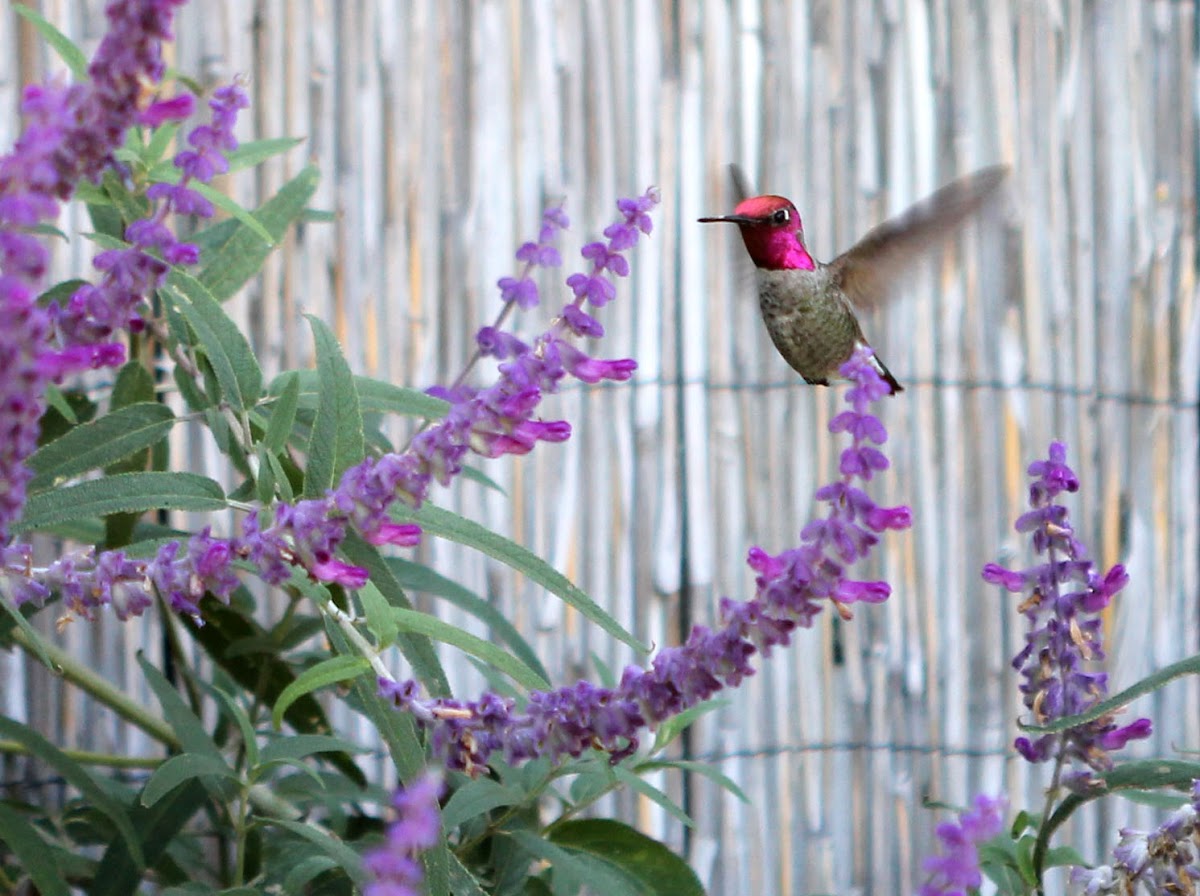 Anna's Hummingbird