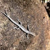 Skink(double tailed)