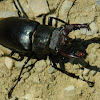 Stag beetle (Ελαφοκάνθαρος)