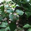 Trillium