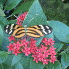 Ismenius Tiger Butterfly