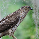juvenile cooper's hawk