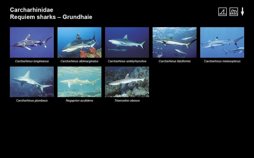 Ind. Ocean &amp; Red Sea FishGuide Screen 2