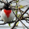 Rose-breasted Grosbeaks (female & male)