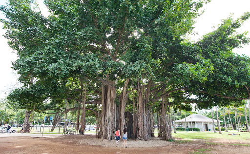 banyan-tree-Oahu - An otherwordly banyan tree — which resembles the spiritual tree in "Avatar" — in Sans Souci State Recreational Park, right off Honolulu's main drag.