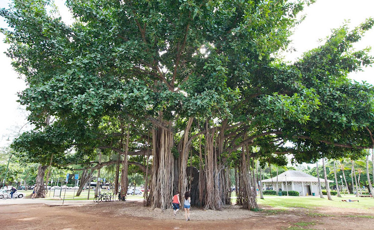 An otherwordly banyan tree — which resembles the spiritual tree in "Avatar" — in Sans Souci State Recreational Park, right off Honolulu's main drag.