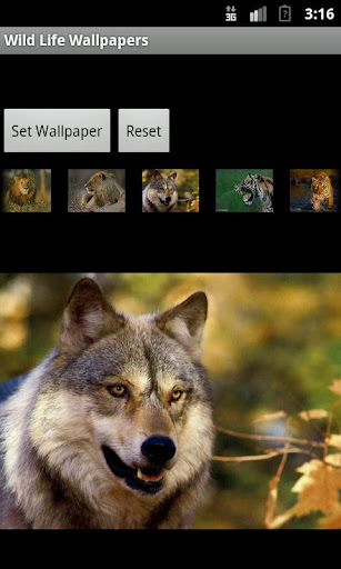 【免費攝影App】Wild Life Wallpapers-APP點子