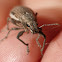 Broad-nosed weevil