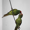Crimson-Fronted Parakeets