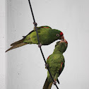 Crimson-Fronted Parakeets