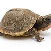 Three-toed Box Turtle