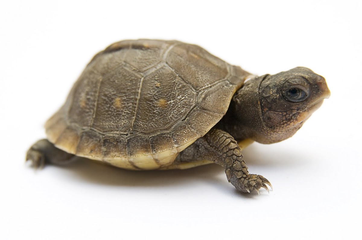 Three-toed Box Turtle