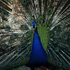 Indian Peafowl