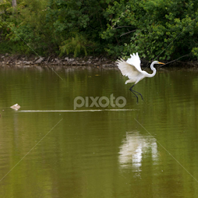 Una garza de RoundRock by Daniel Douriet - Animals Birds