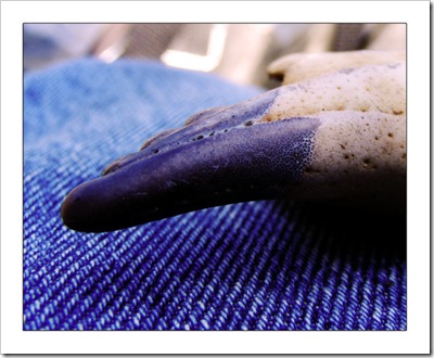 Crab_Claw_by_simonruddphotos