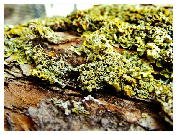 [tree_stuff_by_simonruddphotos[3].jpg]